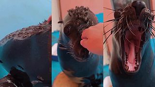 video Áno, uškatce aj tulene majú srsť!