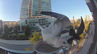 video Čajka zmizni, to je naše kŕmidlo!