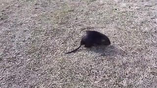 video Je to možné? Bobrík (klasiky slovenského internetu)