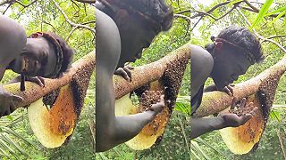 video Aj koko dudu koe! (WTF)