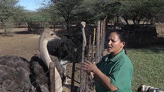 video Ako psík s mačičkou natáčanie pokazili
