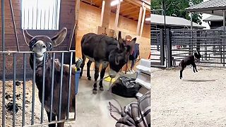 Somáre sú celkom zábavné zvieratá