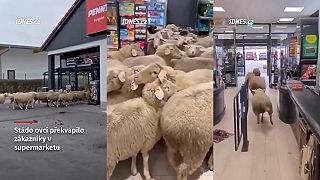 Klasika v obchodnej sfére