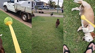 Ten môj pes, to riadna lemra