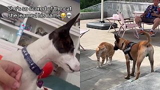 Keď sa pesa odrazu naplašia