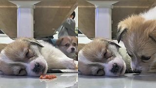 video Tebe sa o tom iba sníva, ale ja žeriem!