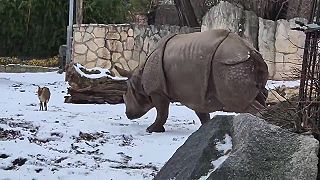 video Nosorožec si našiel vo výbehu kamaráta (Poľsko)