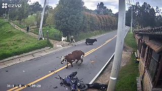 video Motorkárovi v Kolumbii vošli do cesty kravy, nemal žiadnu šancu zareagovať