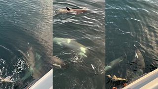 Tučniak to mal spočítané, kosatky sa s ním dobre bavili