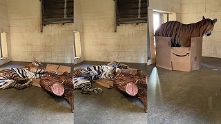 video Aj veľké mačky milujú kartónové krabice