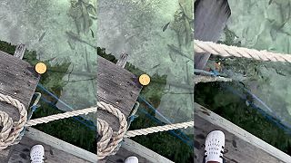 video Striekač lapavý: majster, ktorý zostreľuje korisť prúdom vody