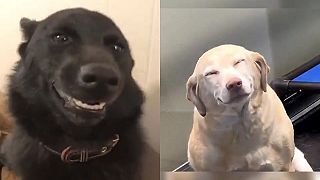 video KEĎ SA PESA SMEJÚ