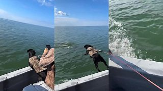 video Sleduj, tam je delfín, vidíš?