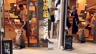video Tie jelene v japonskom parku Nara si už dovoľujú trochu veľa!