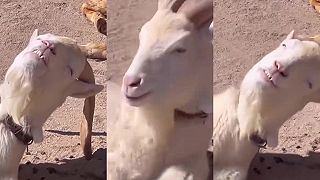 video Zapichnem a mám u prdele!