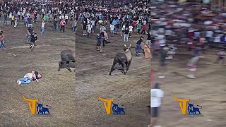 video Pupkáč si myslel, že je rýchlejší ako býk (PLACHTIL)