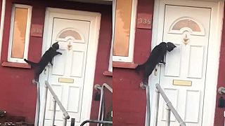 video Pustite ma dnu, už som doma! (mačka IQváčka)