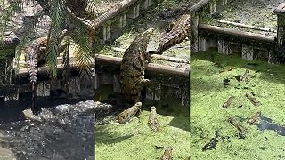 video Do akej výšky sa dokáže vymrštiť z vody krokodíl?