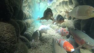 video Odvodňovacie kanály v japonskej dedine Širakawa-gó sú plné rýb