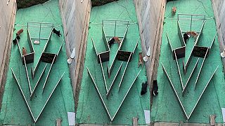 video Ten najinteligentnejší psík sa najlepšie nažerie