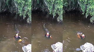 video Chlapík sa vo vode zahráva s urasteným aligátorom