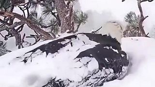 Matka orlice chrání svá mláďata před zimní bouří