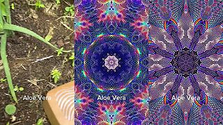 Jak hraje Aloe vera?