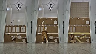 video Zistíme, cez aký najmenší otvor sa tá naša mačka dokáže prepchať!