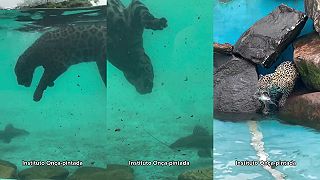 video Jaguáre majú k vode prirodzený vzťah, vedia sa aj veľmi dobre potápať