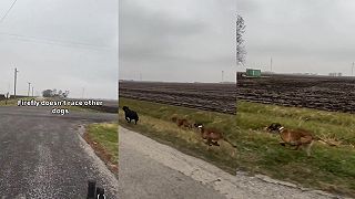 video Firefly (svetluška) je mix belgického ovčiaka a vipeta, je rýchla ako blesk!