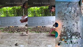 video Chovateľ z Indonézie kŕmi svoje korytnačky