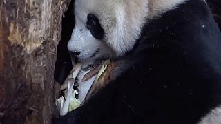 Panda s mládětem