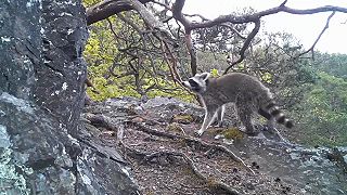 video Nebezpečný invázny druh pri Prahe: medvedíky čistotné na postupe