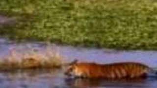 Tiger proti krokodilovi