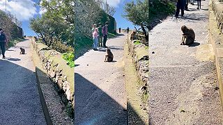 video Chystáte sa navštíviť Gibraltársku skalu? Dajte si pozor na drzé makaky!