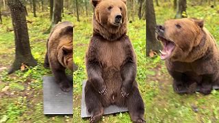 video Muž chová doma medveďa, macko má 6 rokov a váži približne 400 kilogramov!