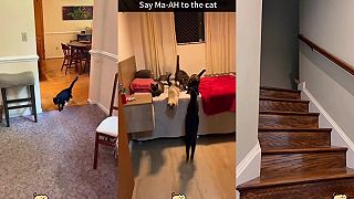 video „Ma - eh” znamená v mačacej reči „poď sem”