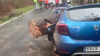 video 22-ročnú ženu počas jazdy v Dacii Sandero zasiahla padajúca borovica, prežila