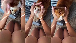 video Vraj tam bola nejaká mačka