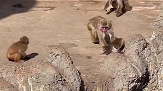 video Opustená opička Punch mala ťažký deň po útoku inej opice