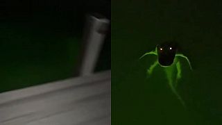 video Nočné rybárčenie na Floride s kamarátom vo vode