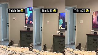 video Keď si lenivý a máš doma mačku a laserové ukazovátko