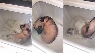 video Psa oprali v zvrchu plnenej práčke?