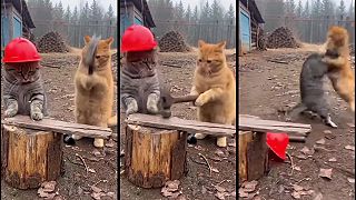 video Ako by to vyzeralo, keby mačky chodili do práce?