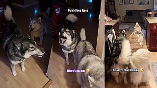 video Taký bežný začiatok dňa šťastného majiteľa troch husky