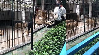 video Aký vypatlaný idiot by sa prechádzal s dieťaťom blízko výbehu s levmi?