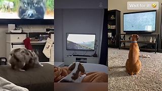 video Keď PESA sledujú telku