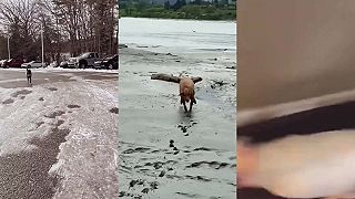 video Keď PESA bežia ako besné ..