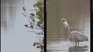 video Pozri na tú volavku, akú veľkú rybu chytila!