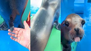 video A majú vlastne uškatce nejaký chvost?